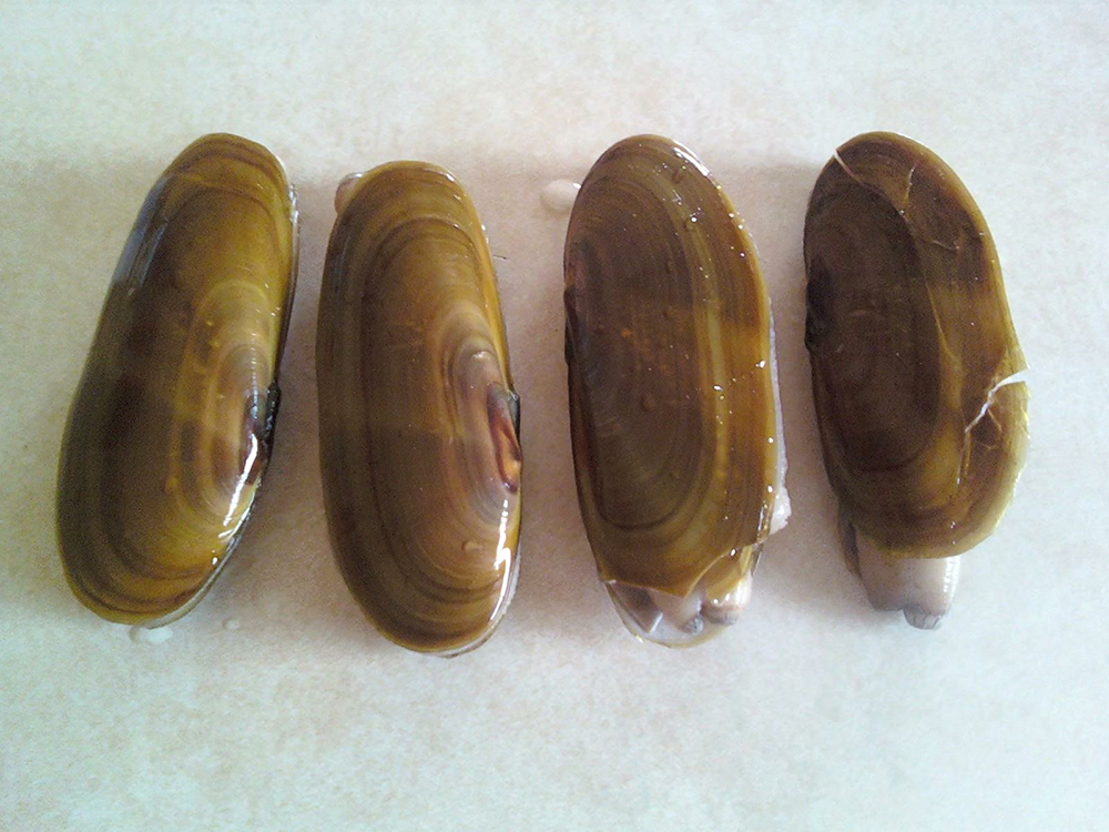 Razor clams. CDFW photo
